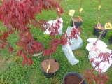 Japanese Maple Tree