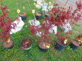 Japanese Maple Tree
