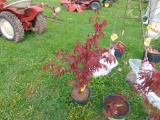 Japanese Maple Tree