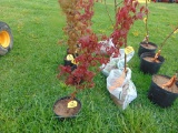 Japanese Maple Tree