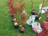 Japanese Maple Tree