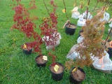 Japanese Maple Tree