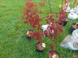 Japanese Maple Tree