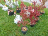 Japanese Maple Tree