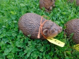 Woodchuck
