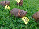 Woodchuck
