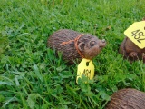 Woodchuck