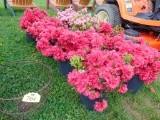 4 Red Azalea Plants