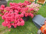 4 Azalea Plants