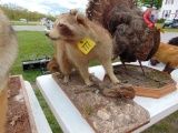 Raccoon Mount