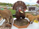 Turkey Mount