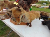 Fox Mount