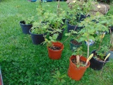4 Raspberry Plants