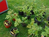 4 Raspberry Plants