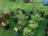 4 Raspberry Plants