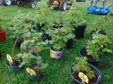 4 Raspberry Plants