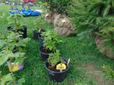 4 Raspberry Plants