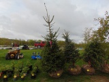 Norway Spruce Tree