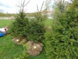 Norway Spruce Tree