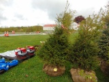 Norway Spruce Tree