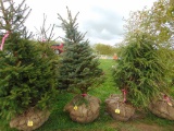 Blue Spruce Tree