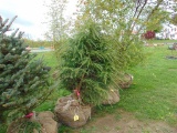 Eastern Hemlock Tree