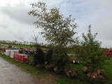 Washington Hawthorne Tree