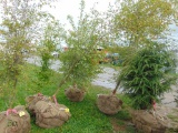 Washington Hawthorne Tree