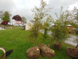 Washington Hawthorne Tree