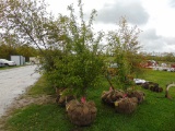 Flowering Crab Apple Tree