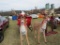 Santa Sleigh & Reindeer