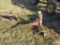 3pth Bale Spear