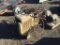 Sears 12 Gallon Air Compressor w/Air Hose,