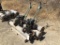 (2) Power Trim Grass Edgers,