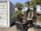 Mediterranean Palm Trees in Planter Box.