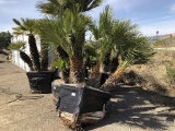 Mediterranean Palm Trees in Planter Box.