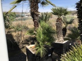 Mediterranean Palm Trees in Planter Box.