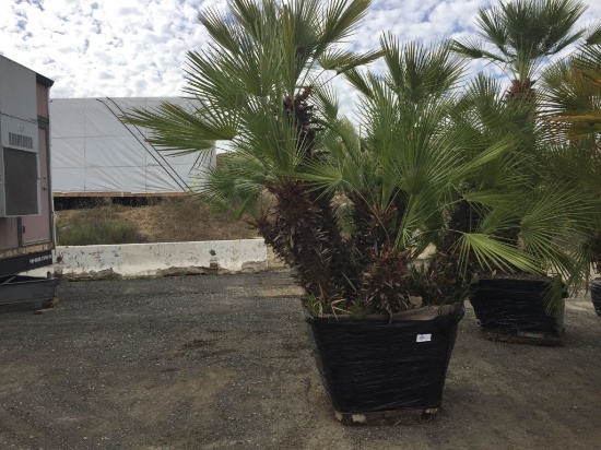 Mediterranean Palm Trees In Planter Box.