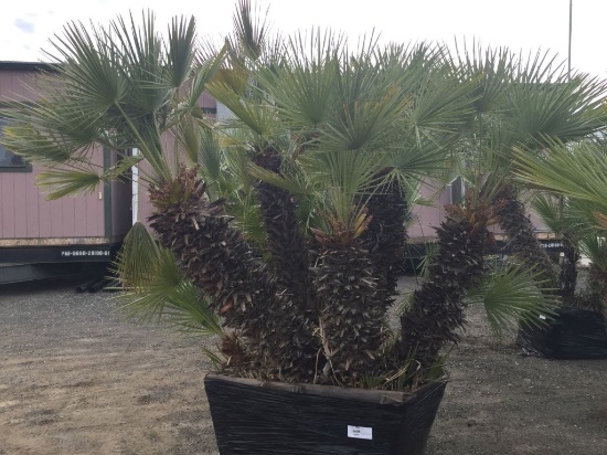 Mediterranean Palm Trees In Planter Box.