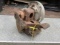 Maytag Parts Motor, Model 31?