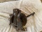 Corn Sheller