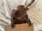 David Bradley Corn Sheller