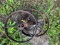 Steel Wheels