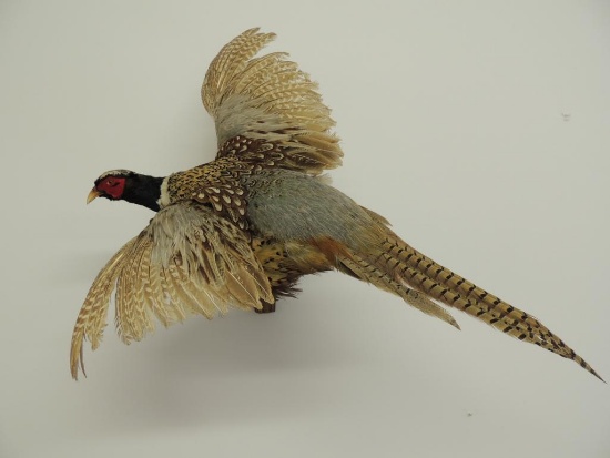 Taxidermy Mount of a Flying Ring Neck Pheasant