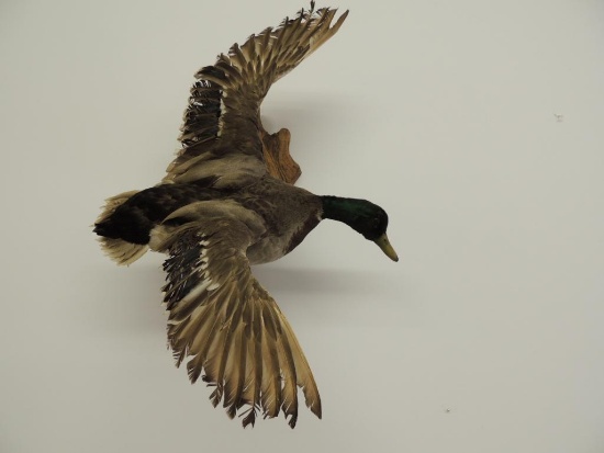 Taxidermy Mount of a Mallard Drake Duck