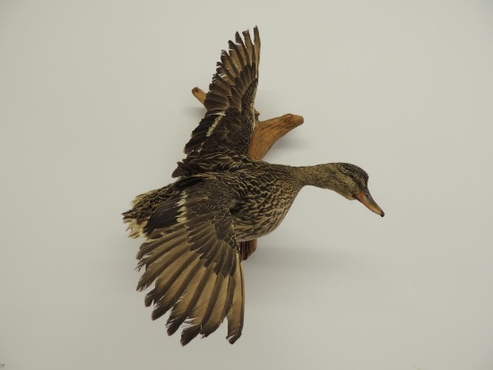 Taxidermy Mount of a Mallard Hen Duck