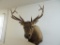 6x6 Rocky Mountain Elk Taxidermy Mount