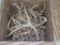 Box Lot of Deer Antlers