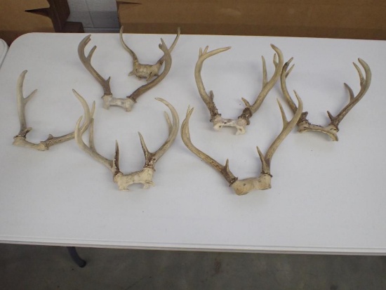 Six Deer Antler Racks