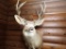 Taxidermy Mule Deer Mount